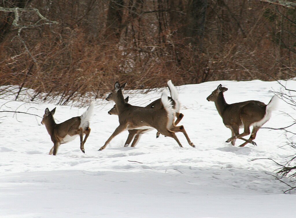 White-tailed deer crossing fresh winter snow at Wyndham Land Trust in Pomfret, Connecticut.