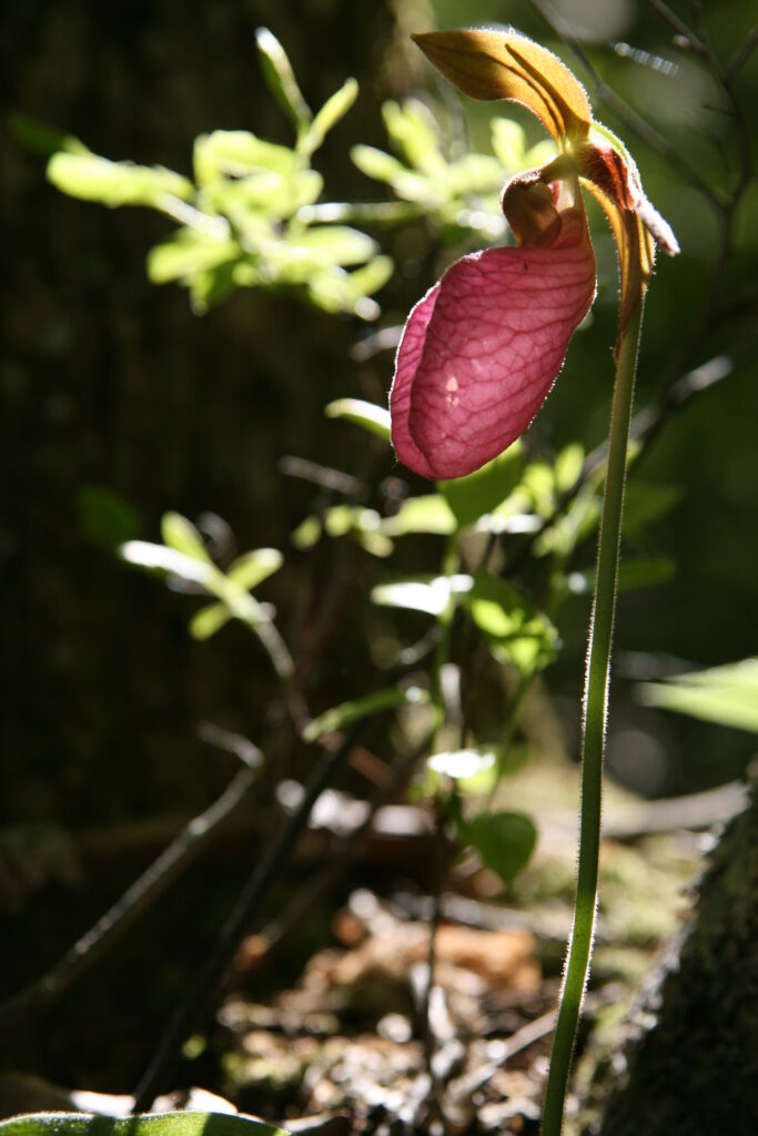 Pink Lady’s Slipper orchid glowing in soft natural light in a New England forest, peaceful nature photography.