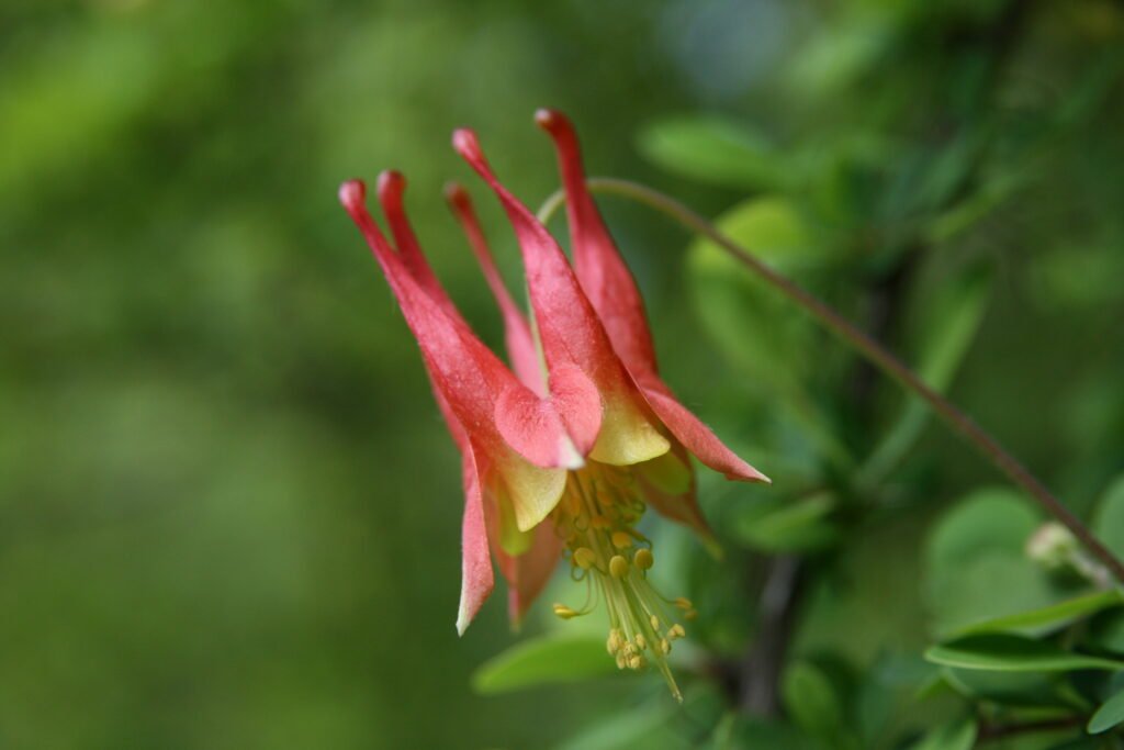 Wild Red Columbine blooming at Yale-Myers Forest in Union, Connecticut