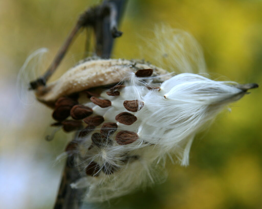 A detailed close-up macro photograph of a milkweed pod bursting open, revealing silky white seeds against a soft natural background.