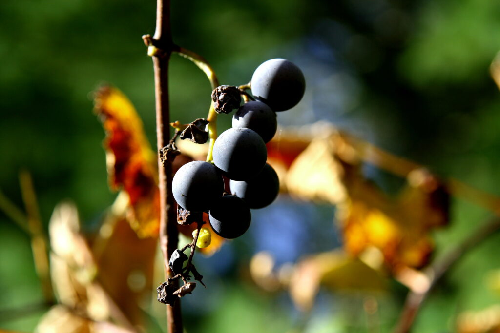 Clusters of ripening grapes hanging in soft late‑summer light in Pomfret, Connecticut, peaceful New England nature photography.