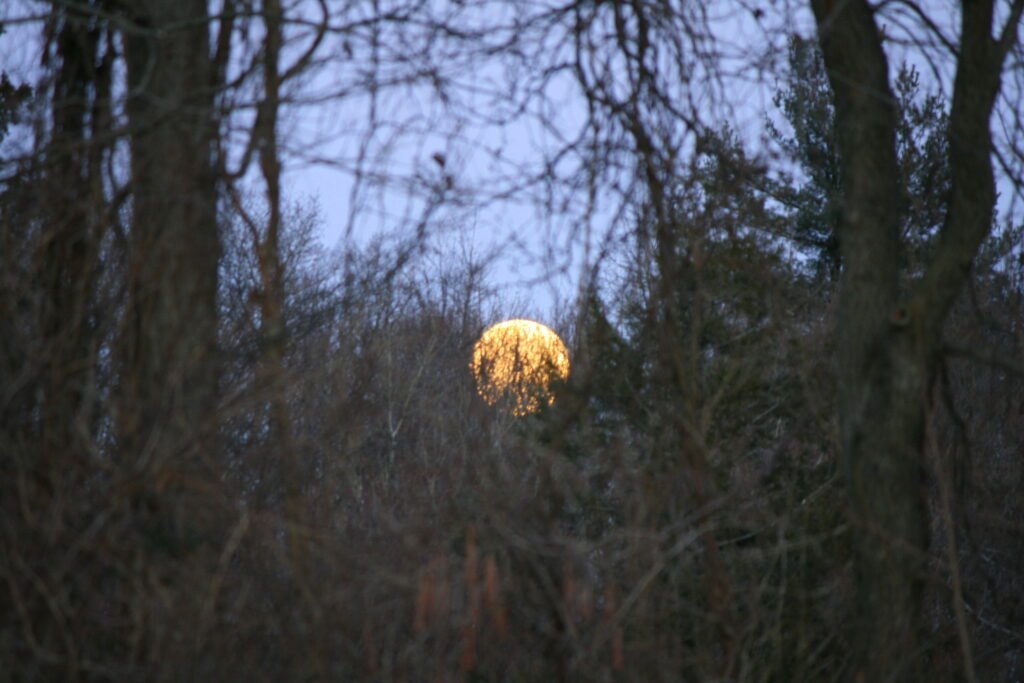 Full moon rising through silhouetted winter trees at Bafflin Sanctuary in Pomfret, Connecticut, peaceful New England nature photography.