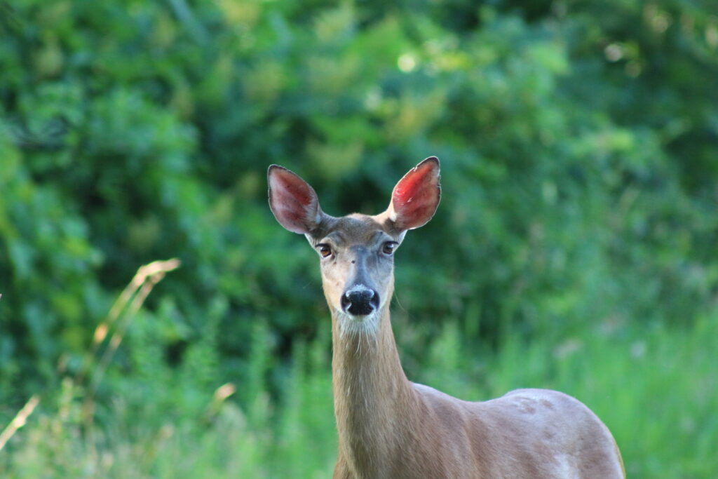 White‑tailed deer standing at the edge of a bright green farm field near the forest in Connecticut.