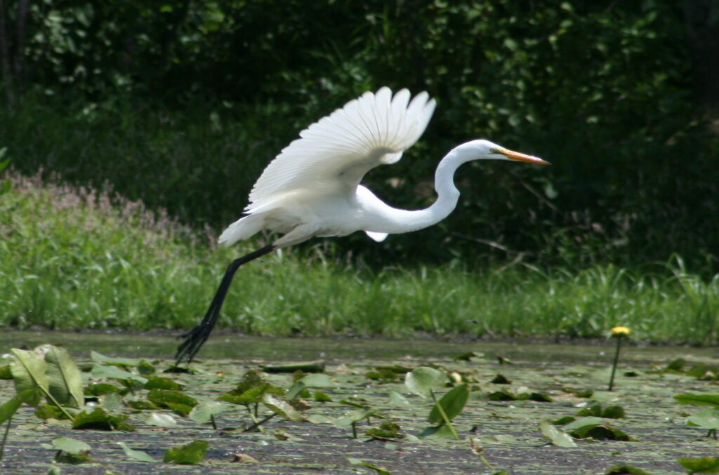 Great Egret lifting into flight above lush green foliage at Roseland Lake in Woodstock, Connecticut, peaceful New England nature photography.
