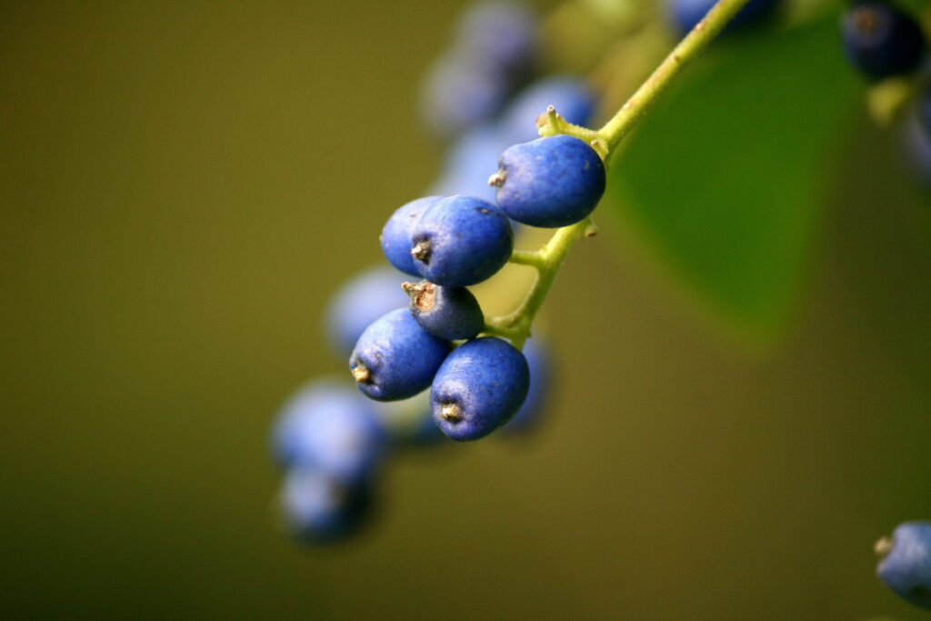 Wild blueberries glowing in soft morning light at the Wyndham Land Trust in Pomfret, Connecticut, peaceful New England nature photography.