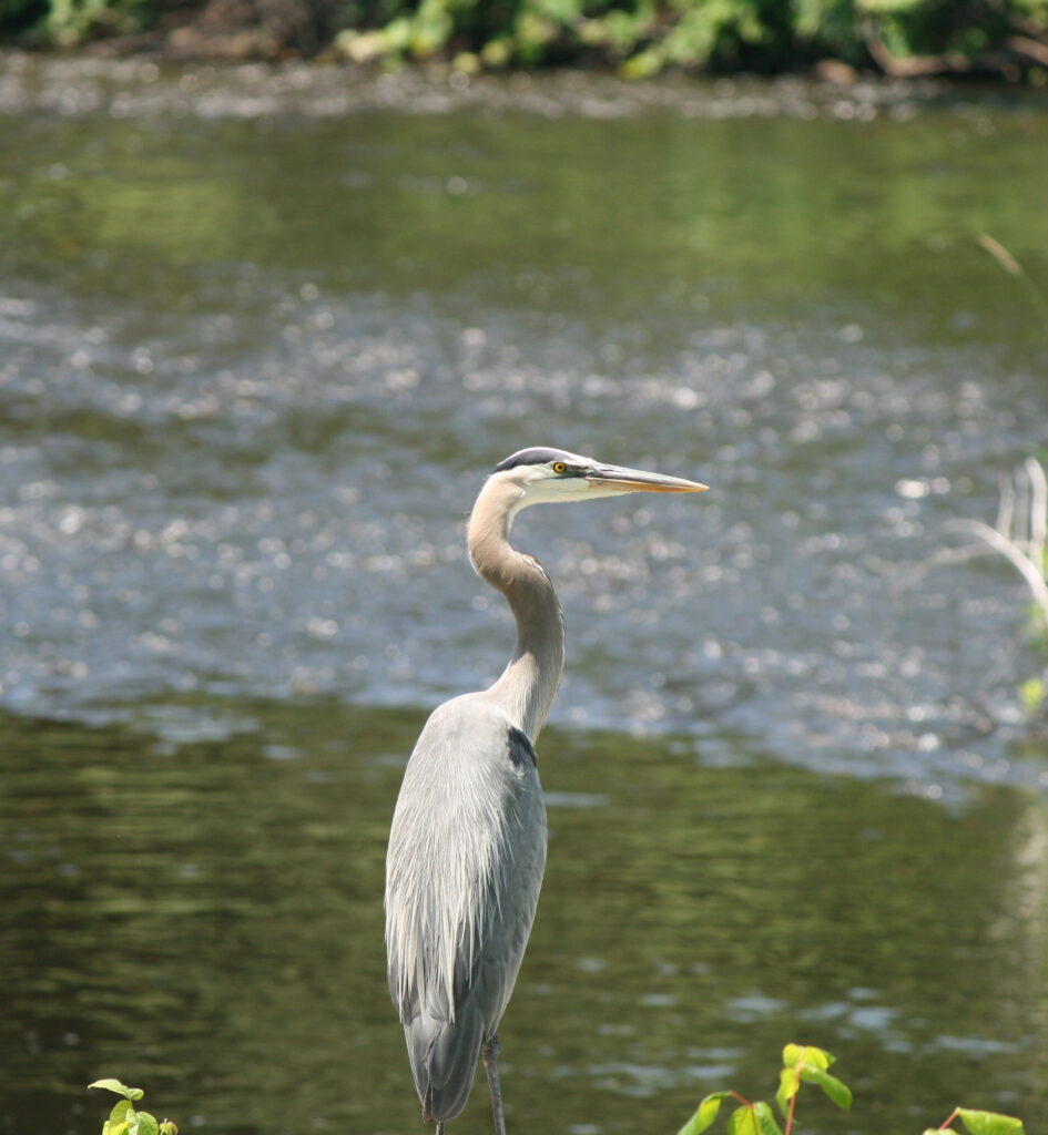 Great Blue Heron standing beside the Quinnebaug River in Putnam, Connecticut, glowing in warm golden light, peaceful New England nature photography.