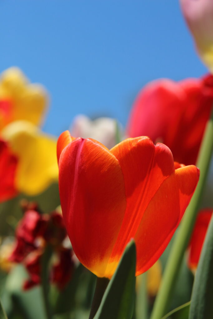 A vibrant close-up of a single red tulip in full bloom, with delicate petals catching the light, set against a soft, out-of-focus background.