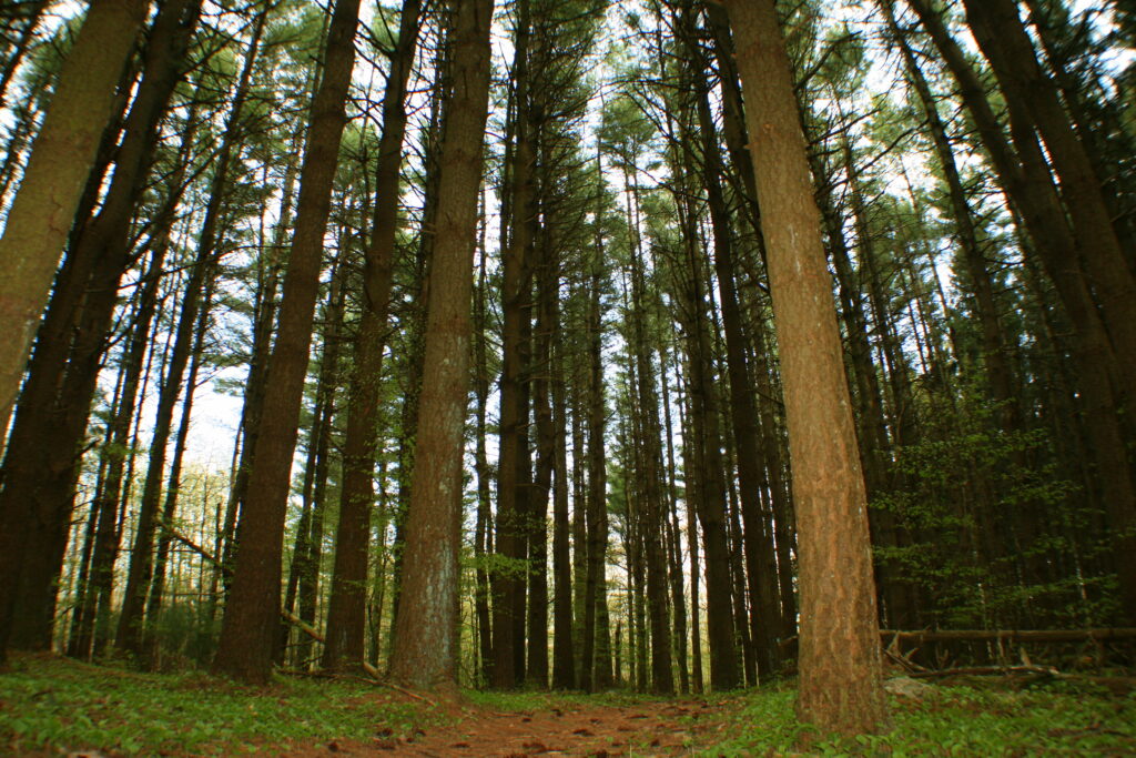 Tall pine trees in James L. Goodwin State Forest with a faint forest path viewed from low on the ground
