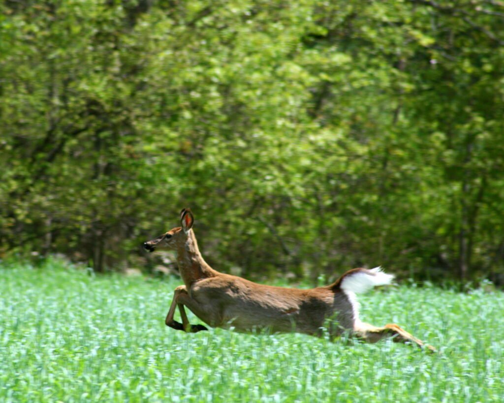White-tailed deer sprinting through a farm field in Pomfret, Connecticut.