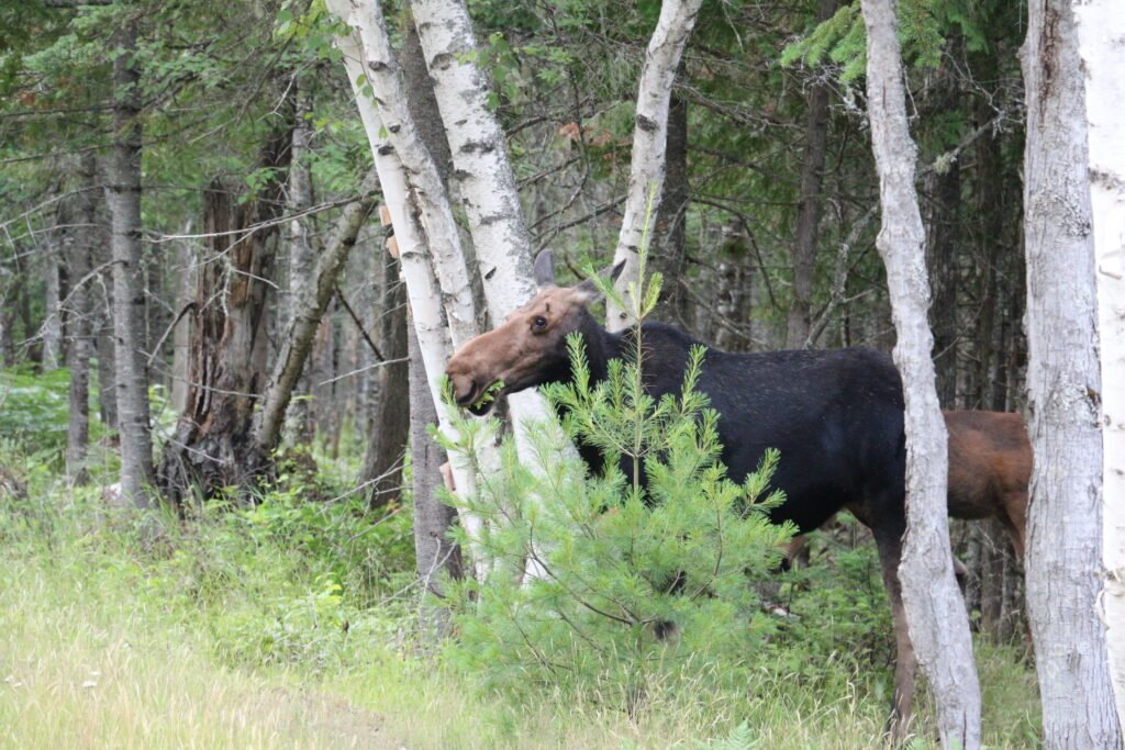 Mother moose browsing among birch trees at Lake Umbagog National Wildlife Refuge with calf behind her