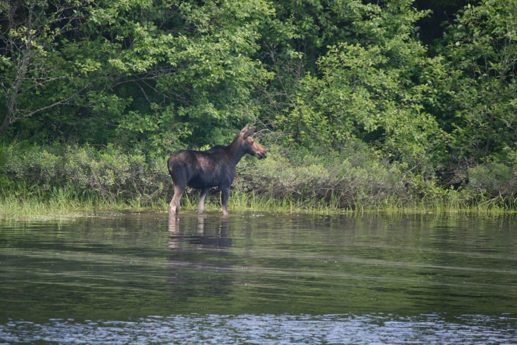 Cow moose grazing beside the Magalloway River in northern New Hampshire in warm morning light