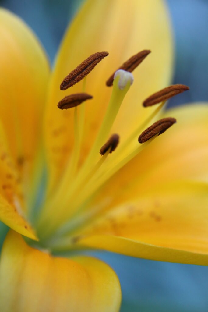 Yellow lily opening toward soft June light in Pomfret, Connecticut, glowing against a gentle green‑blue background — nature that heals.