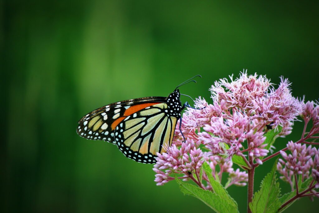 Monarch butterfly resting on milkweed at Wyndham Land Trust in Pomfret, Connecticut