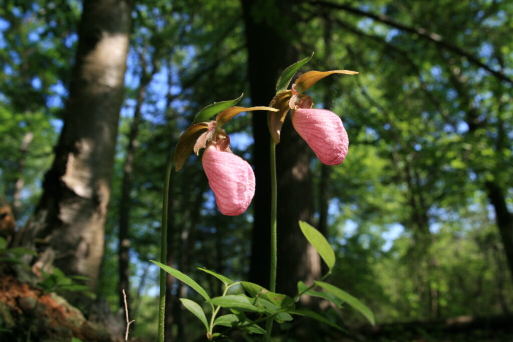 Two Pink Lady Slipper orchids glowing softly beneath pines at James L. Goodwin State Forest in Hampton, Connecticut, peaceful New England nature photography.
