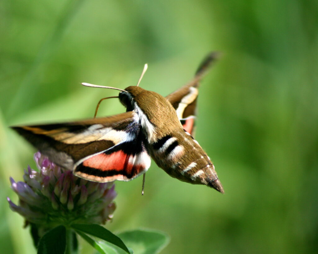 Bedstraw Hawk‑Moth hovering with blurred wings while feeding at the Wyndham Land Trust in Pomfret, Connecticut, peaceful New England nature photography.