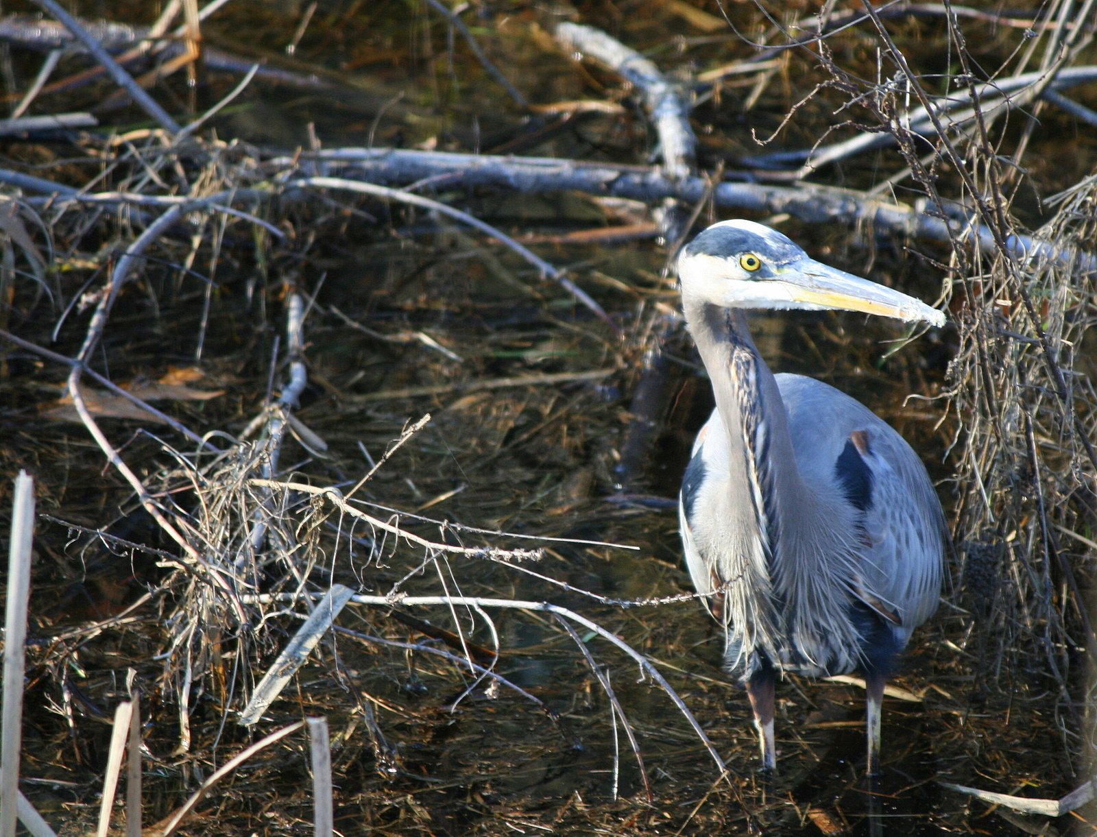 Close-up of a Great Blue Heron along the Quinebaug River in Putnam, Connecticut