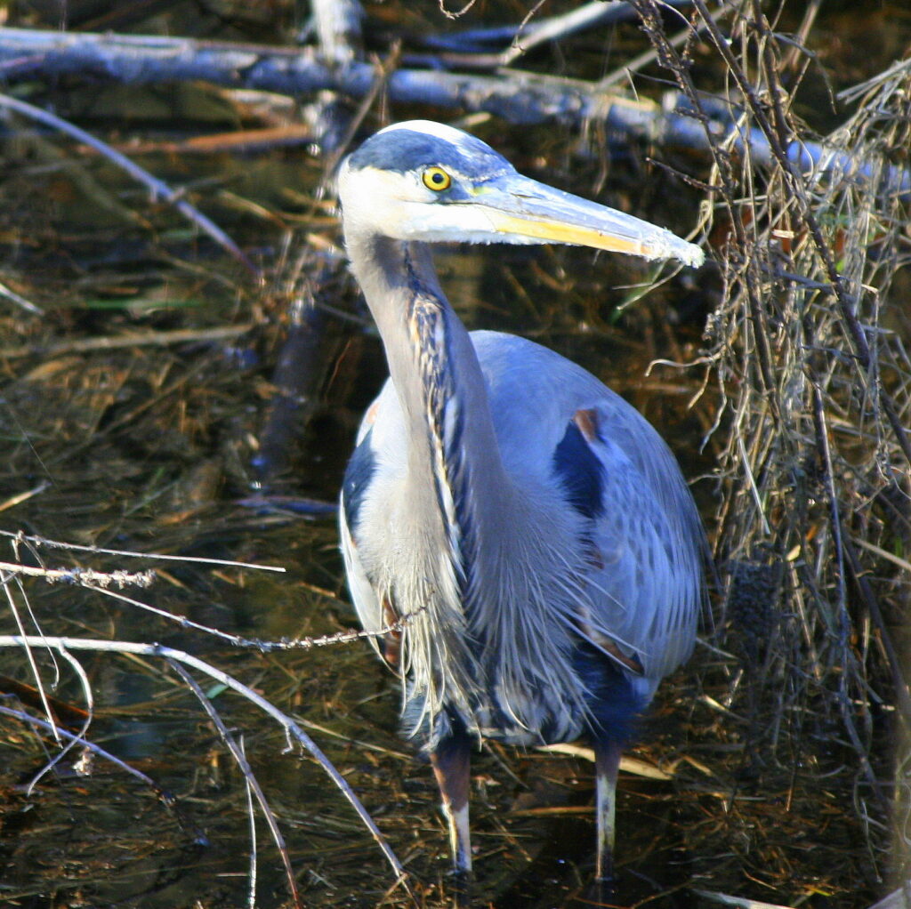 Great Blue Heron standing at the quiet edge of the Quinebaug River, peaceful New England nature photography.