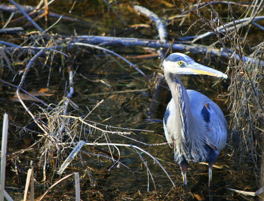 Great Blue Heron standing at the quiet edge of the Quinebaug River, peaceful New England nature photography.