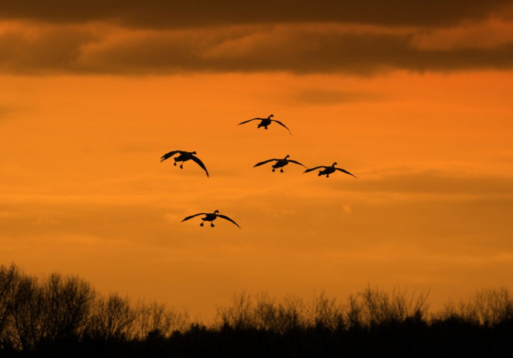 Canada geese descending through a warm orange winter sky over Pomfret, Connecticut.