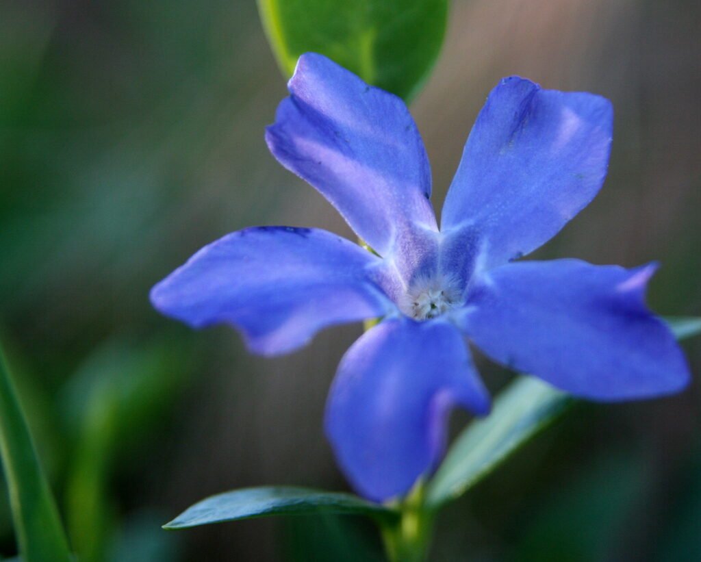 Periwinkle bloom with violet petals in early spring in Pomfret, Connecticut