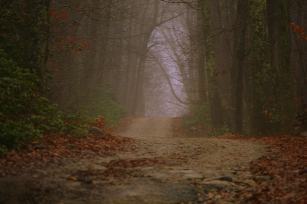 Foggy woodland trail with fallen leaves and tall trees along the Path to Wolf Den in Connecticut, peaceful nature photography scene.