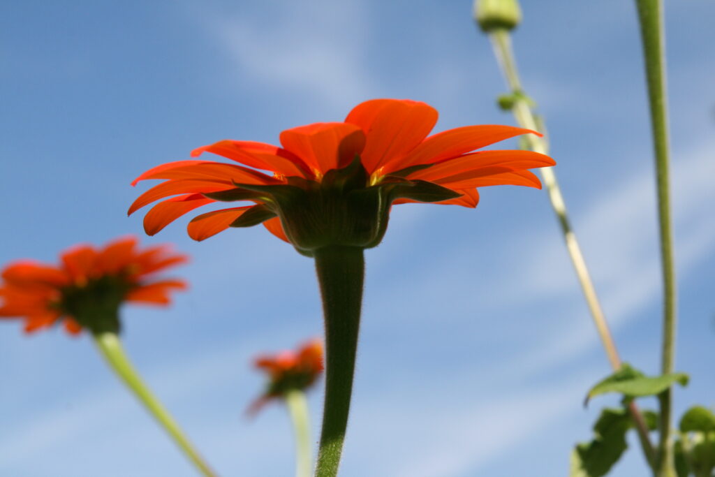 Mexican Sunflower with vibrant orange‑red petals glowing in backlight at Harkness Memorial State Park in Waterford, Connecticut, peaceful nature photography.