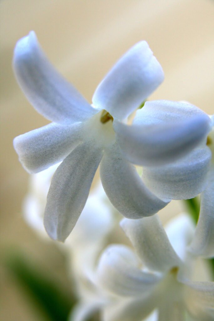 Snowdrop blooming in soft early spring light in a quiet New England forest, peaceful nature photography.