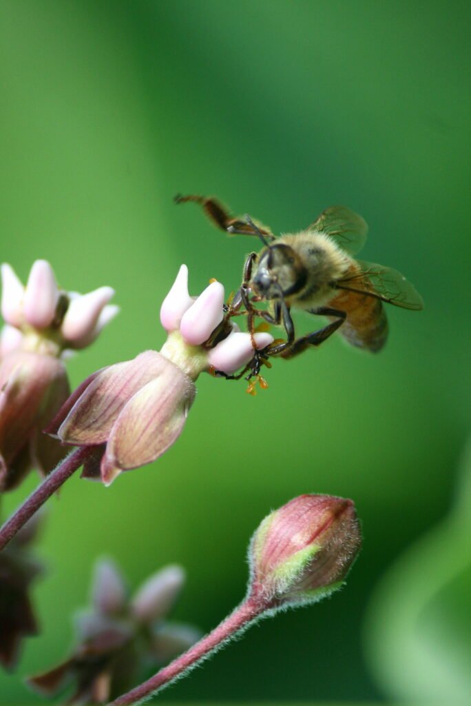 Honeybee hovering among wildflowers at Wyndham Land Trust in Pomfret, Connecticut