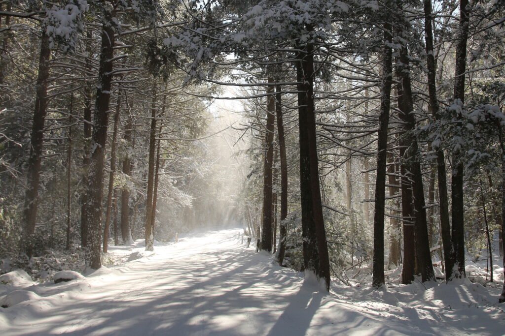 Snow-covered winter forest trail with sunlight through pine trees at Bigelow Hollow State Park in Union, Connecticut.