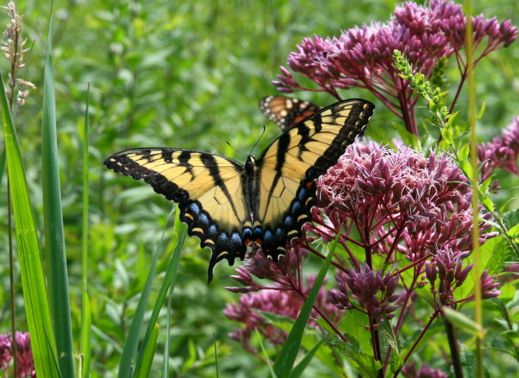 Eastern Tiger Swallowtail feeding on pink Joe Pye Weed blossoms in Pomfret, Connecticut.