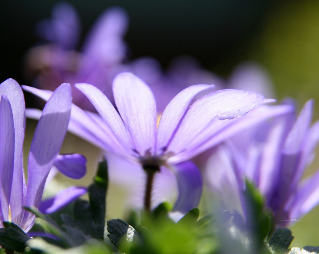 Backlit purple wildflower glowing in soft spring light in Pomfret, Connecticut, peaceful New England nature photography.