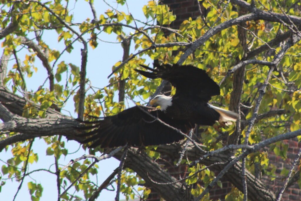 Bald eagle descending from a tree branch above the Quinebaug River in Putnam, Connecticut.