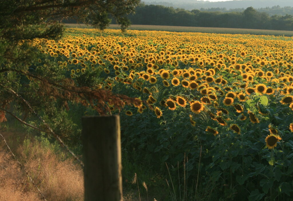 Sunflower field stretching toward the horizon at Buttonwood Farms in Griswold, Connecticut.