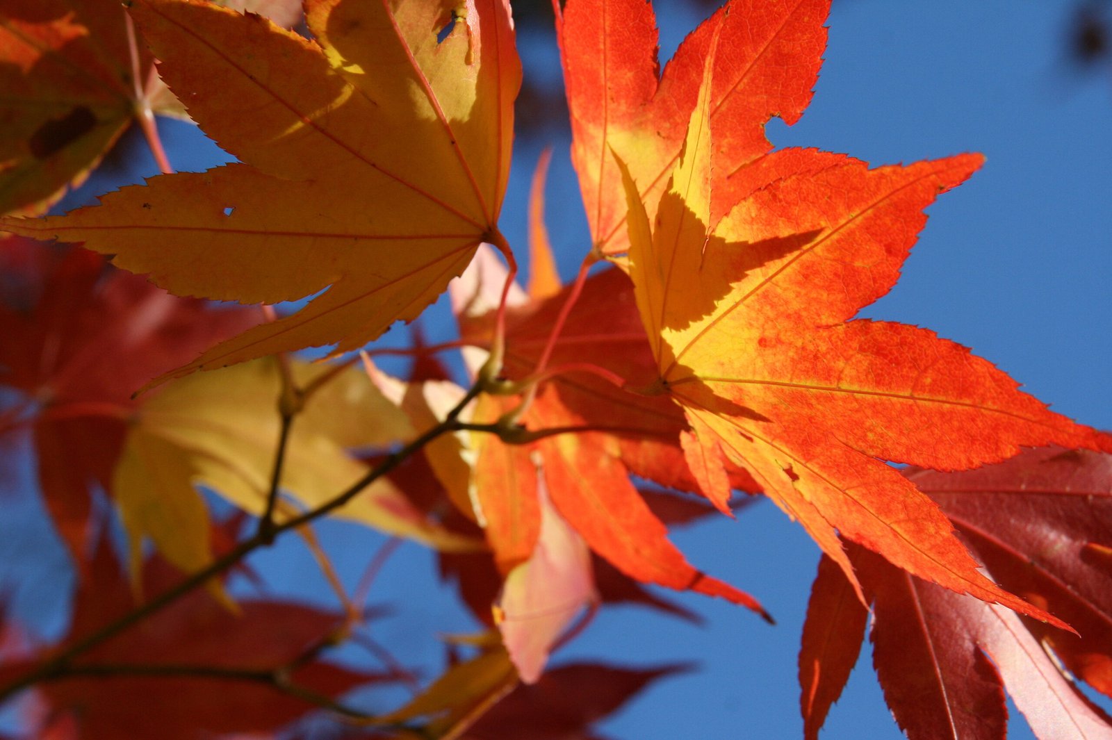 Orange autumn leaves glowing in soft fall light at the Wyndham Land Trust in Pomfret, Connecticut.