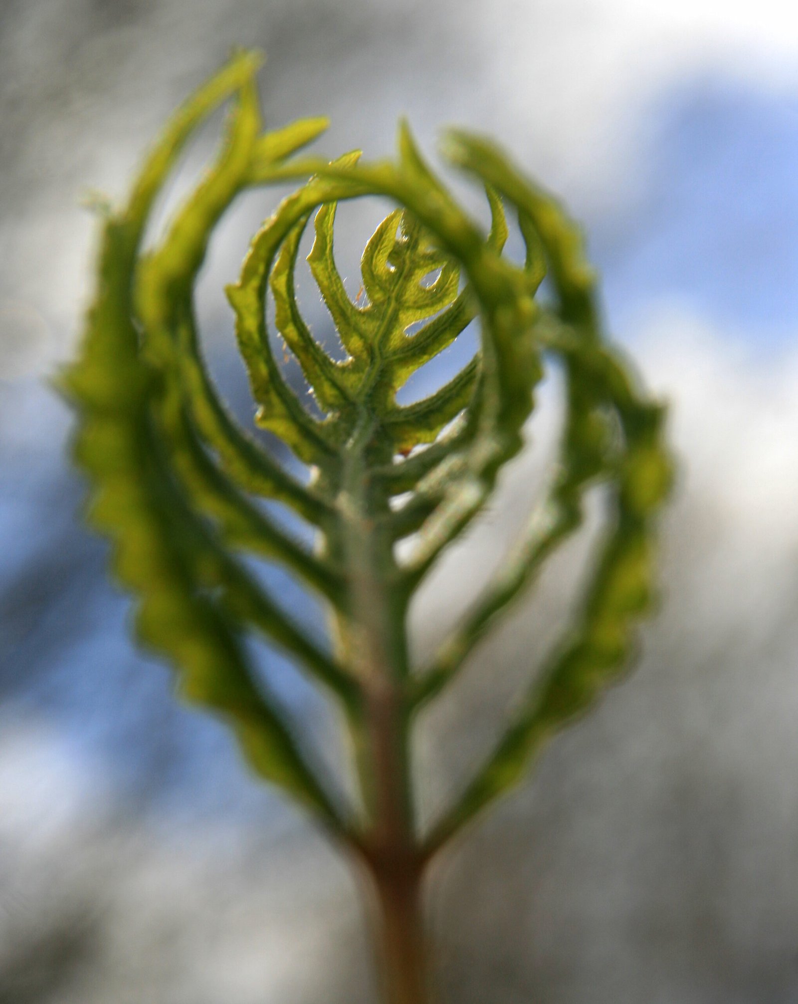 Fern fiddlehead unfurling in spring light in Pomfret, Connecticut