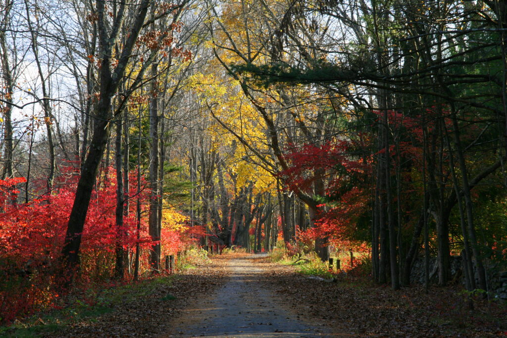 Old forest road winding through vibrant autumn foliage near West Thompson Lake in Connecticut, peaceful New England nature photography.