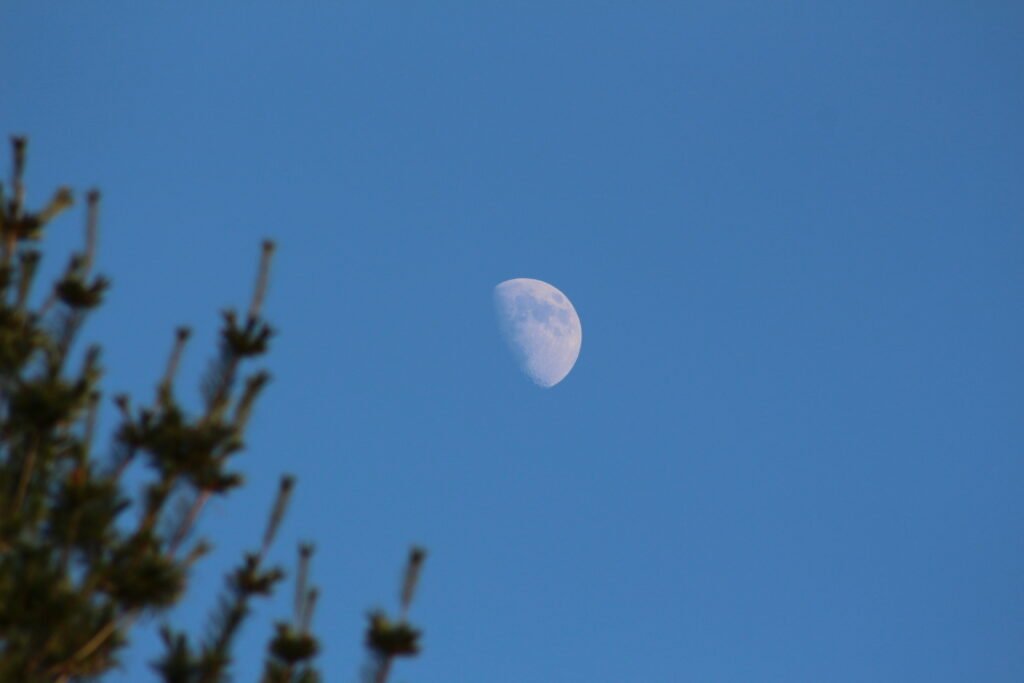 Soft summer moon rising above pine branches in a deep blue sky, peaceful New England nature photography.
