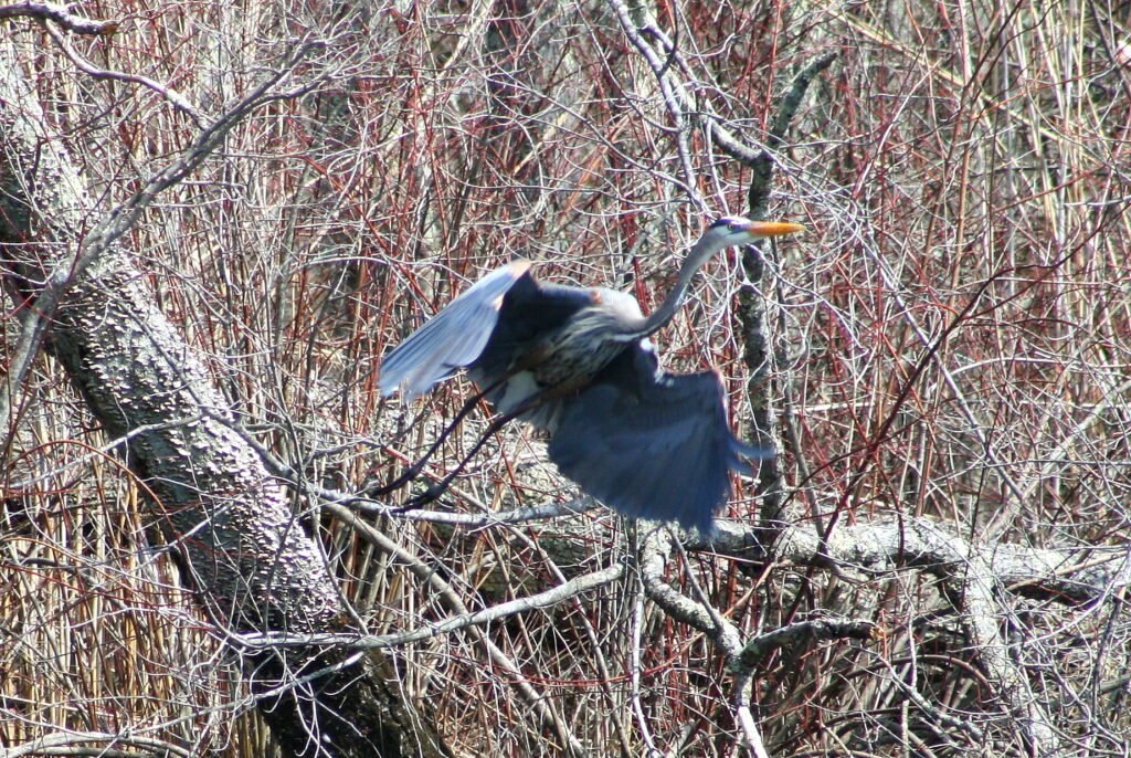 Great Blue Heron taking flight over Roseland Lake in Woodstock, Connecticut.