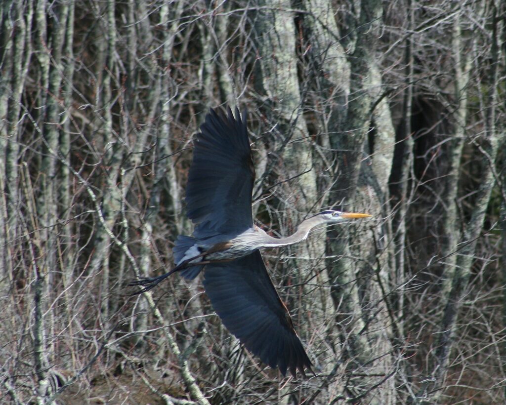 Great Blue Heron lifting off over Roseland Lake with wings spread above calm water and reeds.