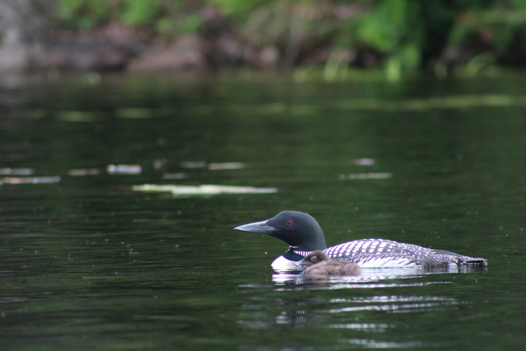 Adult Common Loon guiding its chick across calm morning water on Lake Umbagog, peaceful New England nature photography.