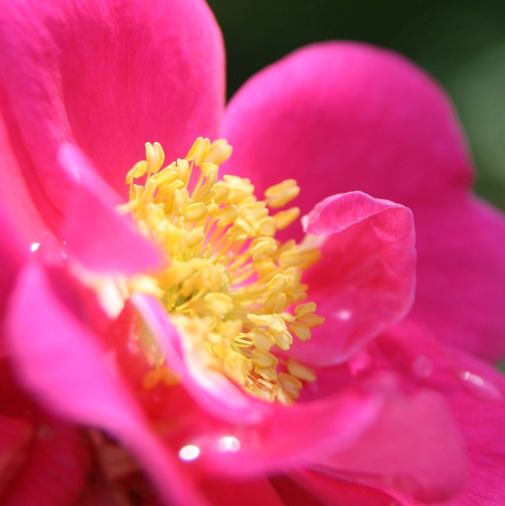 Soft pink columbine flower lifting in early summer light in Woodstock, Connecticut — nature that heals.