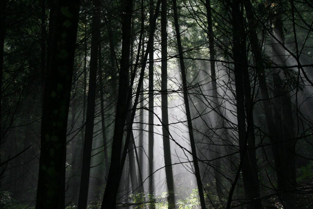 Soft morning rays streaming through a wet Vermont forest after rainfall in Putney, peaceful New England nature photography.
