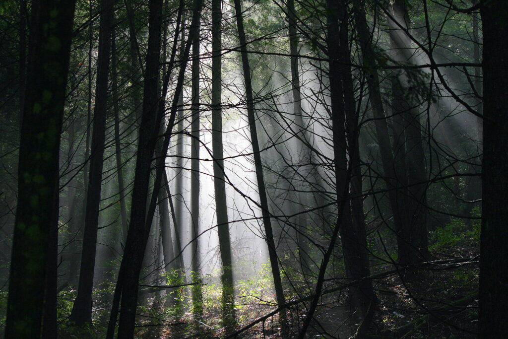 Soft morning rays streaming through a wet Vermont forest after rainfall in Putney, peaceful New England nature photography.