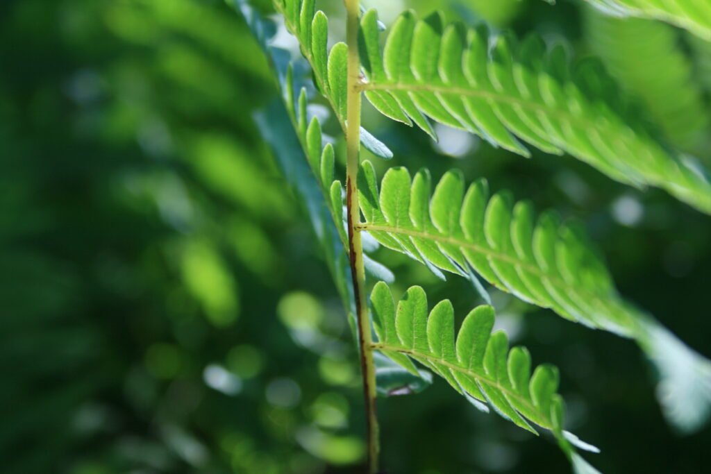 Backlit green fern glowing in warm summer light at Yale‑Myers Forest in Union, Connecticut, peaceful nature photography.