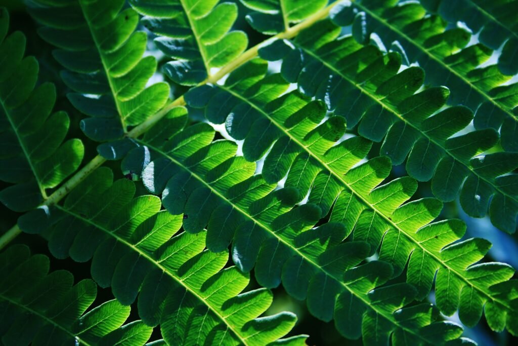 Backlit green fern fronds glowing in soft forest light at Yale‑Myers Forest in Union, Connecticut, peaceful nature photography.