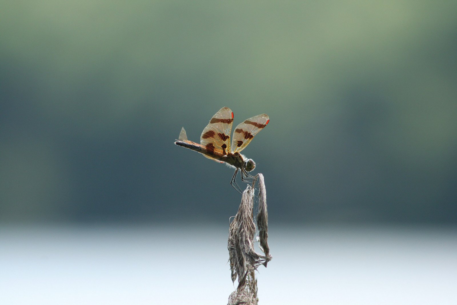 Dragonfly perched on a small branch beside Little River at Roseland Lake in Woodstock, Connecticut.