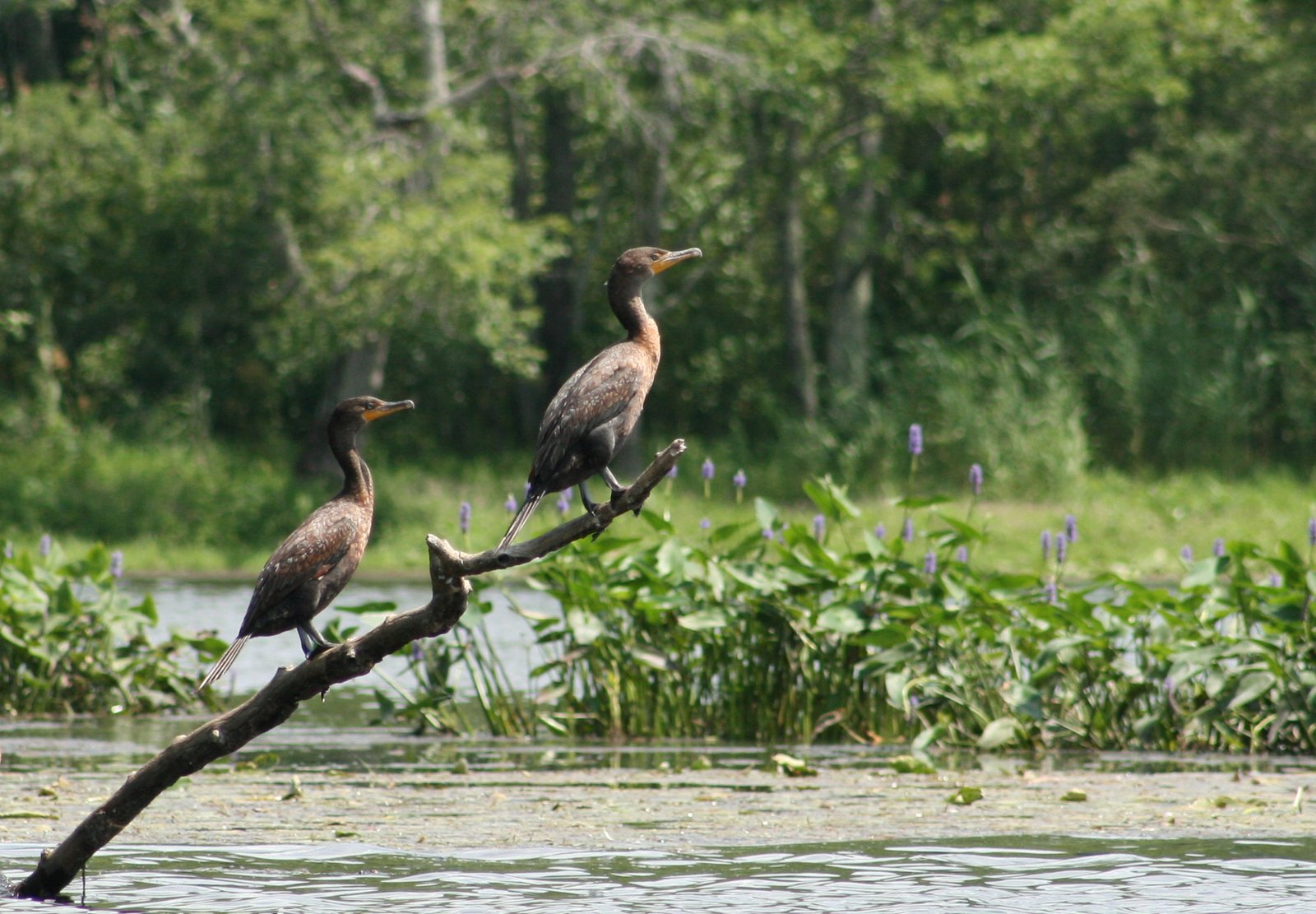 Two Double-Crested Cormorants perched on branches of a dead tree in Roseland Lake, Connecticut