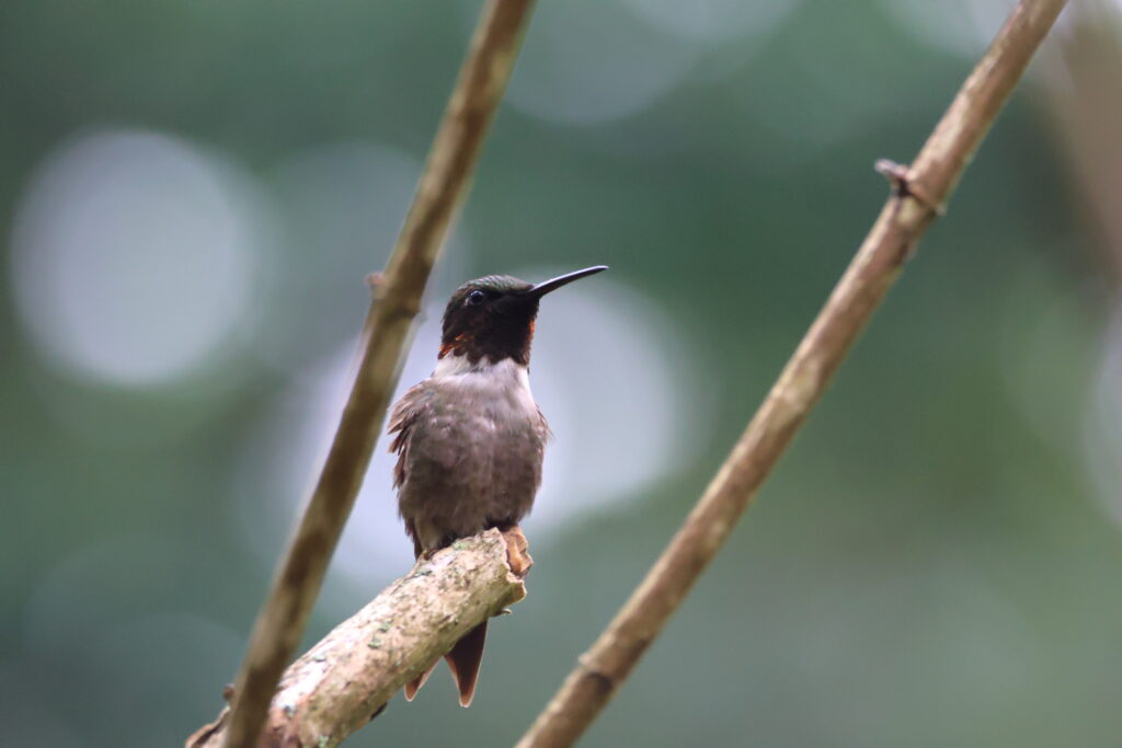 Ruby-throated hummingbird perched on a slender twig in Pomfret, Connecticut