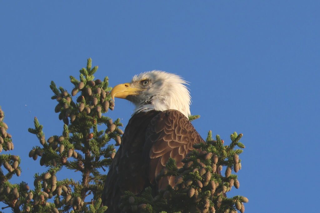 Close-up bald eagle perched in a pine tree at Lake Umbagog National Wildlife Refuge in New Hampshire