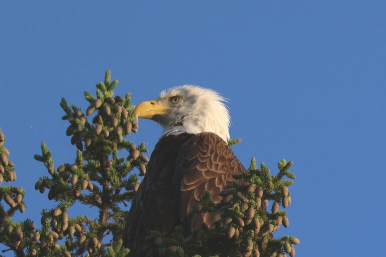 Close-up bald eagle perched in a pine tree at Lake Umbagog National Wildlife Refuge in New Hampshire